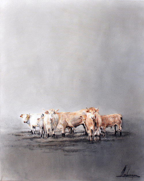Annabelle Lanfermeijer + Charolais koeien in Rondehoep